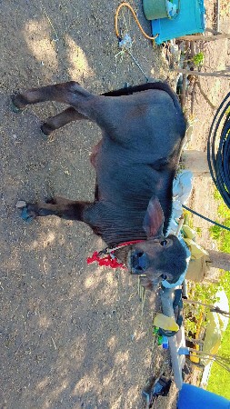 પાડો વેચવાનો છે