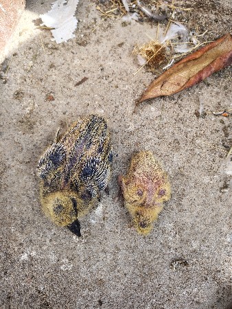 આ જોડી વેચવાની છે