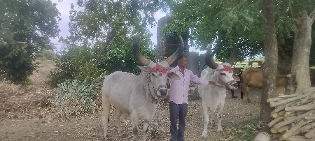 બળદ વેચવાના છે