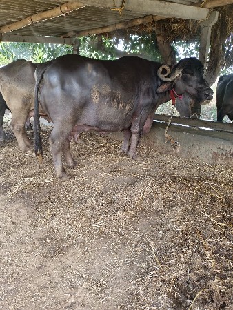 3 veter
