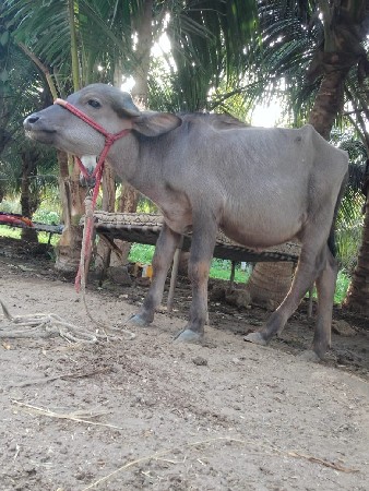 jafrabadi   padi