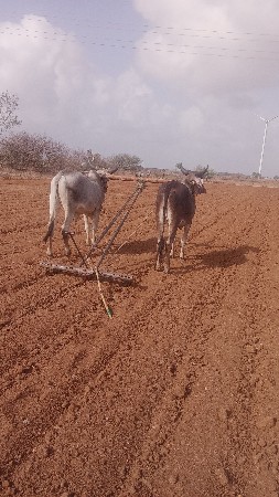 ચાર ચાર દાતે