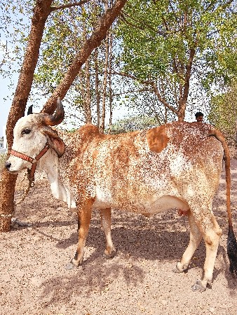 ગાય વેચવાની