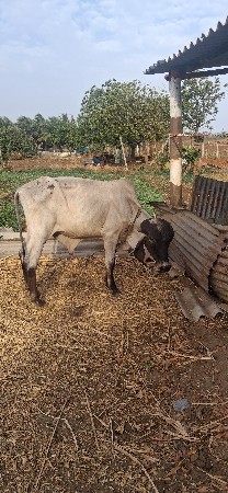 2 વર્ષ નોં ખૂટ વેચવા છે