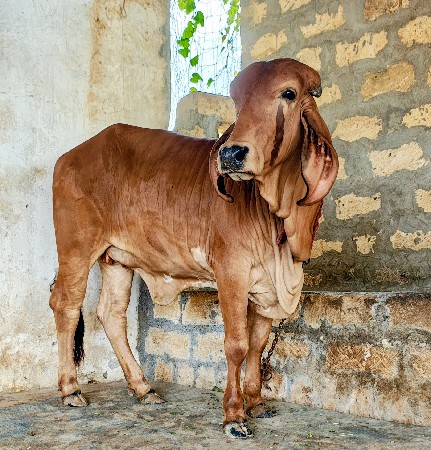 વાછડી વેચવાની છે