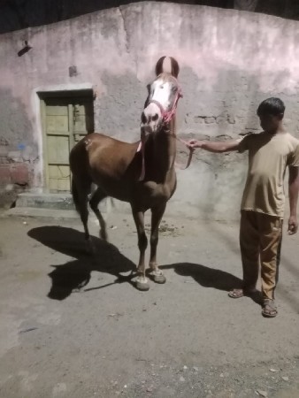 આ ઘોડી વેચવા ની છે