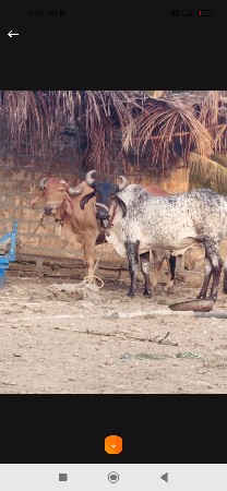 બડદ વેશવાના છે
