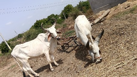 વેસવાના