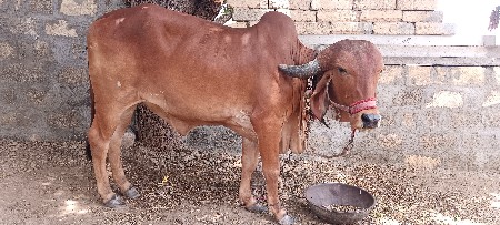 વાસળી  વેસવાની સે