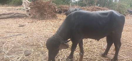 પાડો વેસવાનો મોં.નં.9313533470