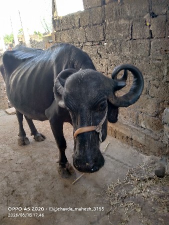 ભેંસ વેચવાની છે