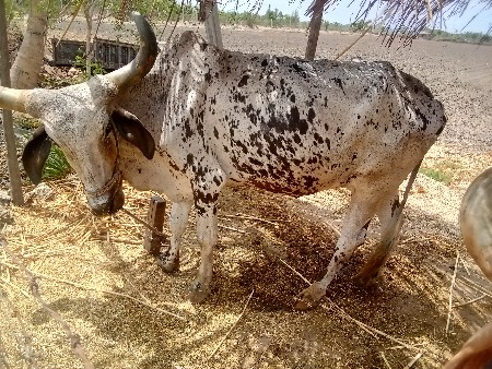 બળદ વેચવાનો છે