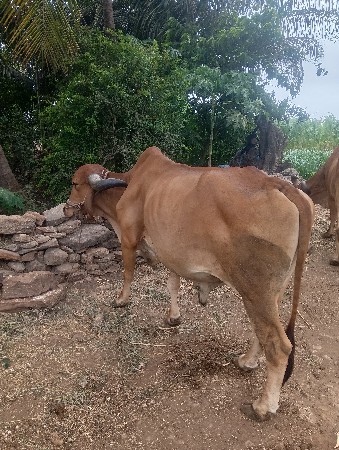 સવનીબાજુજોવામરે