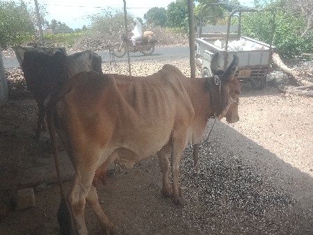 આ ગાય વેચવાની છે ચાર મહિનાની