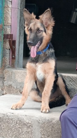 જર્મન શેફર્ડ કૂતરો છે 5 મઈના નો