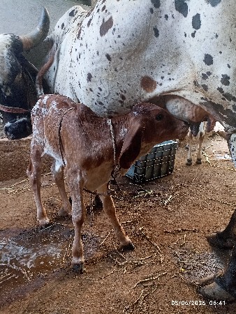 ગાય વેચવાની છે તાજીયાણે લેશે
