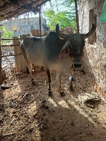 ગાય વેચવા ની છે
