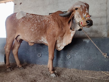 ગીર હોરકી વેચવાની છે