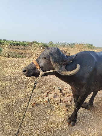 vechvani che