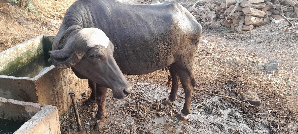 ભેશ વેશવાની છે