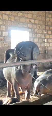 ભેંસ વેચવાની છે