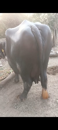 ત્રીજું વેતર વીયગલ નીચે પાડો