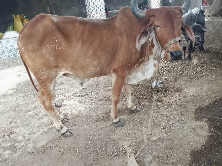 બડધ