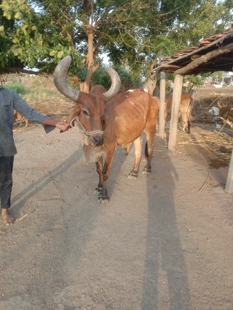 બળદ વેચવાનો છે સાતમી ધોર