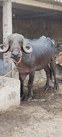 ખડેલી વેચવાની છે