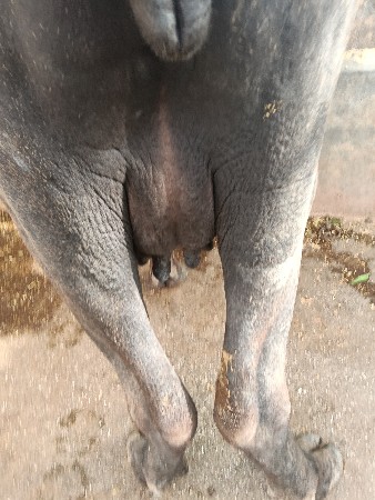 પેલું વેતર