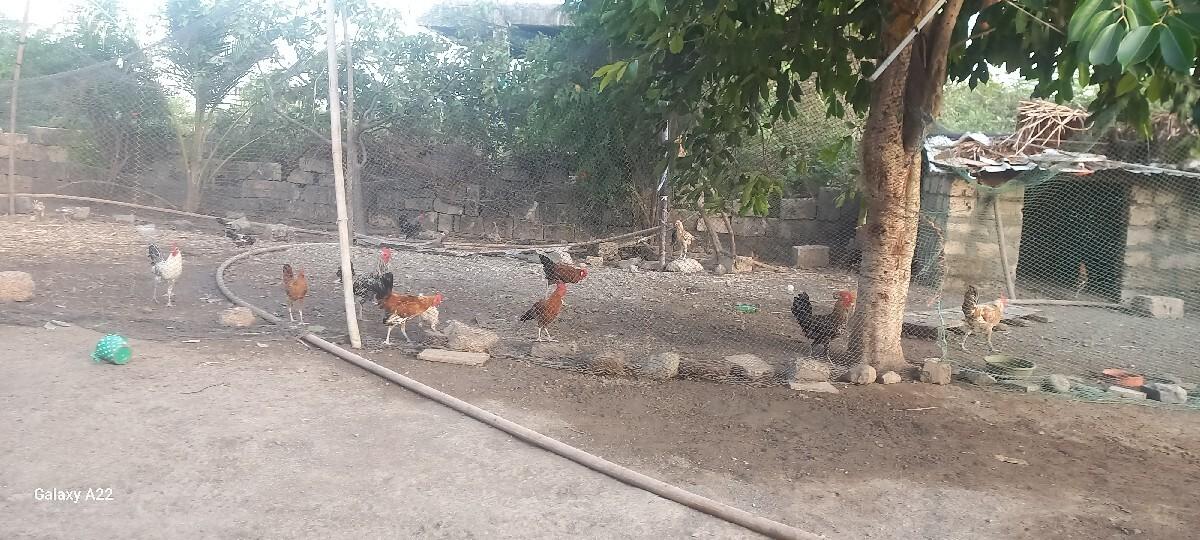 સોનાલી મરઘા વેચવા ના છે