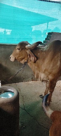 વેચવાની છે