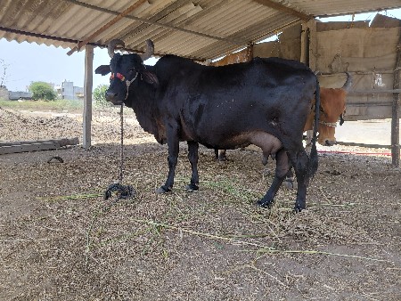 ગાય વેચવા ની સે