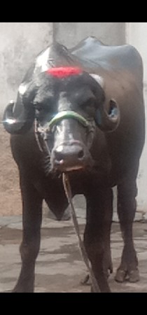 ભેંસ વેચવાનું છે 2 છે