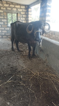 જીગો આયર