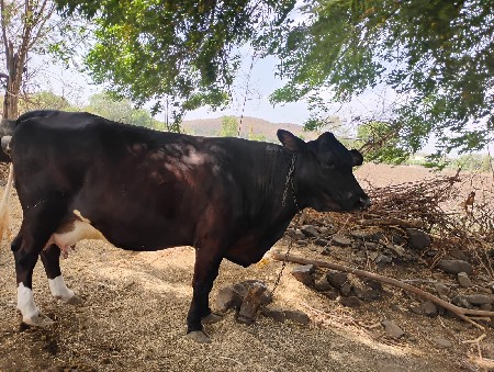 જર્સી ગાય વેશવા ની