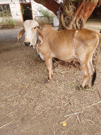 વાસળો વેસવા નો સે