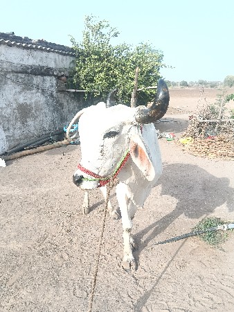 વેચવાનું છે