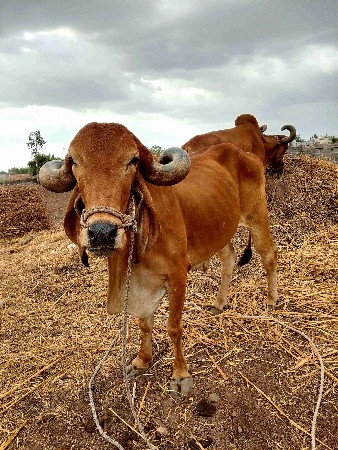 બળદ વેચવાના છે