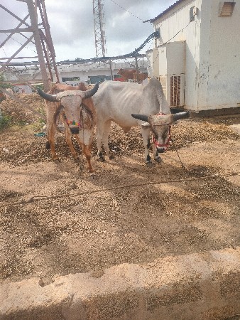 શિવ સાહેબ