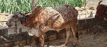 ગાય વેચવાની છે
