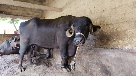 ભેંસ વેચવાની છે