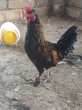 બે મુર્ઘા વેચવાના છે
