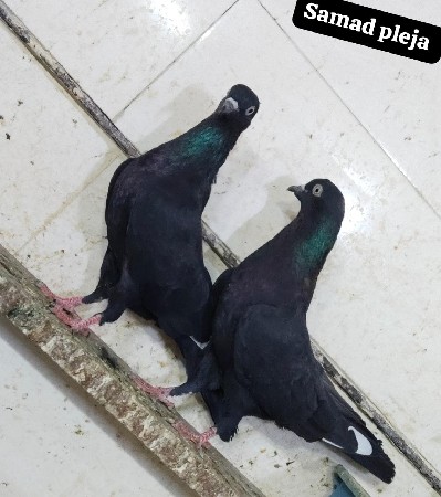 કોઈલા પટી વારા જુની નસલની