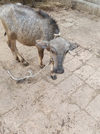 પાડી વેચવાની છે