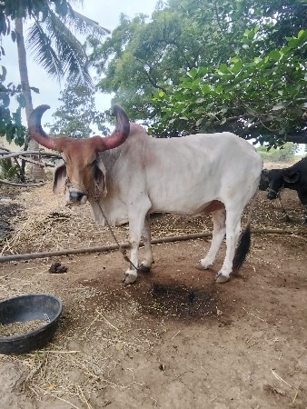 બળદ વેચવા નો છે