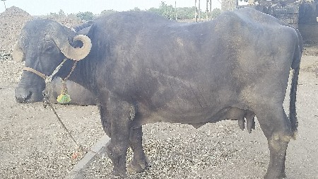 જય માતાજી