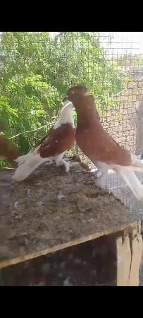 કબુતર વેચવાના છે