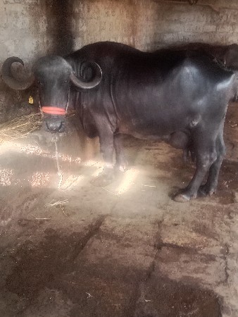 ભેંસ. વેચવાની છે