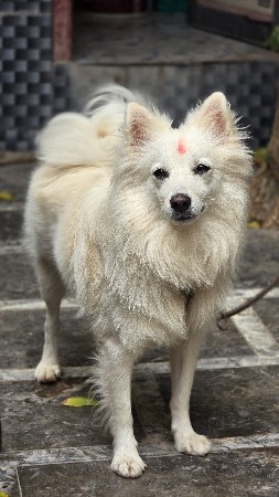 પોમેરીયન મેલ